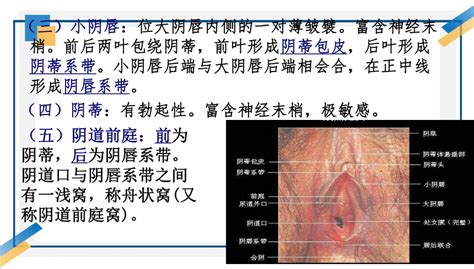 女性户型|女人二十种外阴照片：女人外阴的形状照片与生理知识…